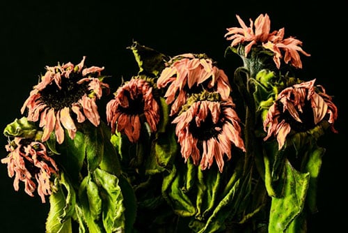 Vertrocknete Blumen als Warenverlust im Blumenladen – steuerlich dokumentieren